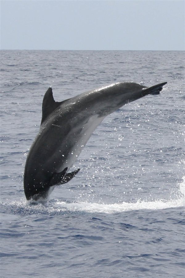 viajar con niños verano 2017 azores. Descubre delfines y ballenas en Azores