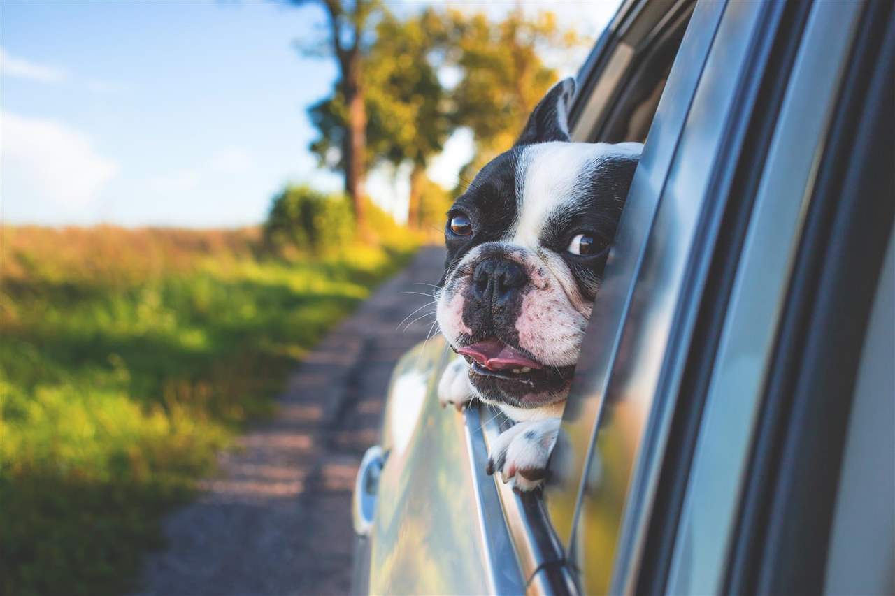 viajar con mascotas en el coche