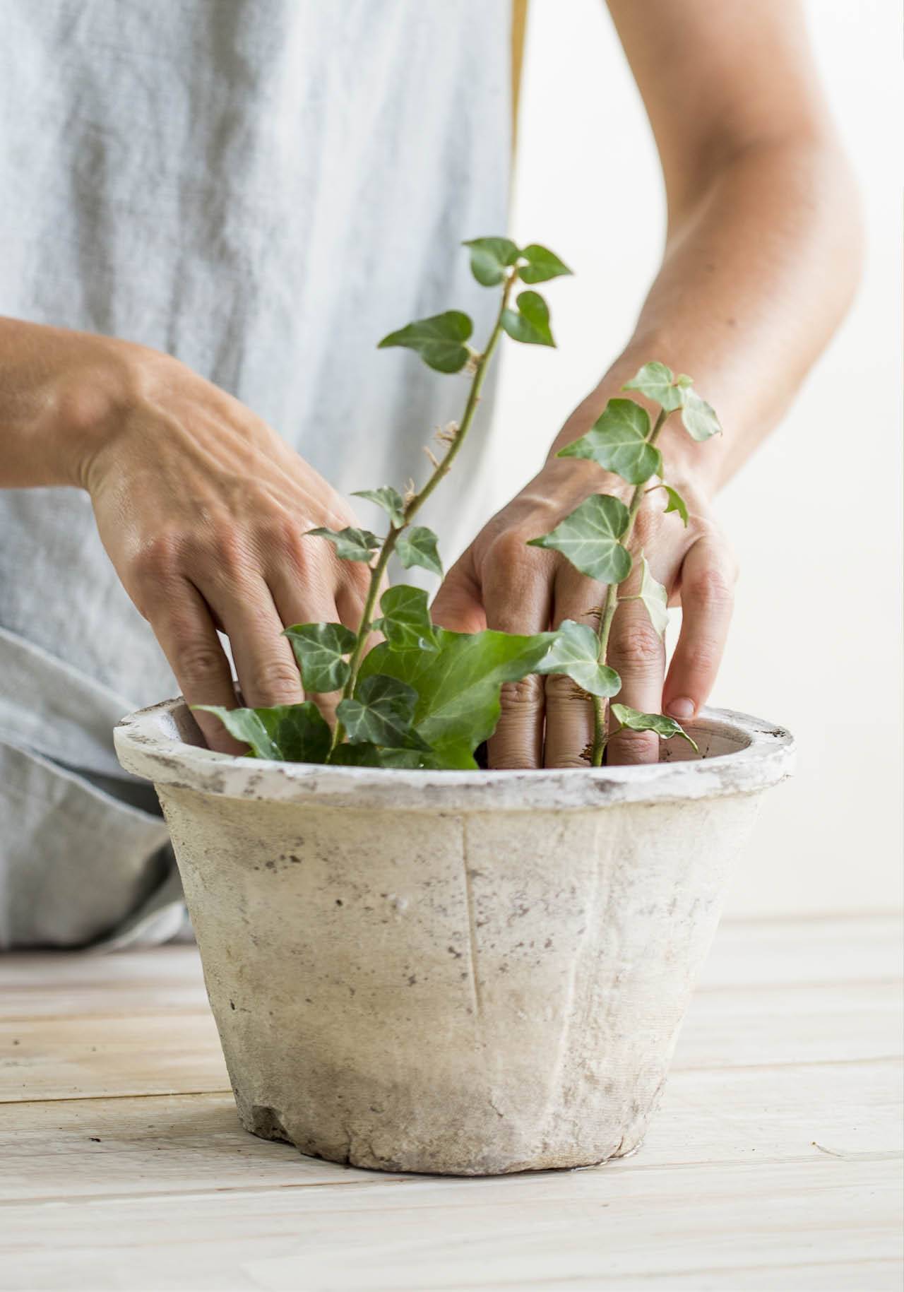 como cuidar plantas de interior cuidados abonar