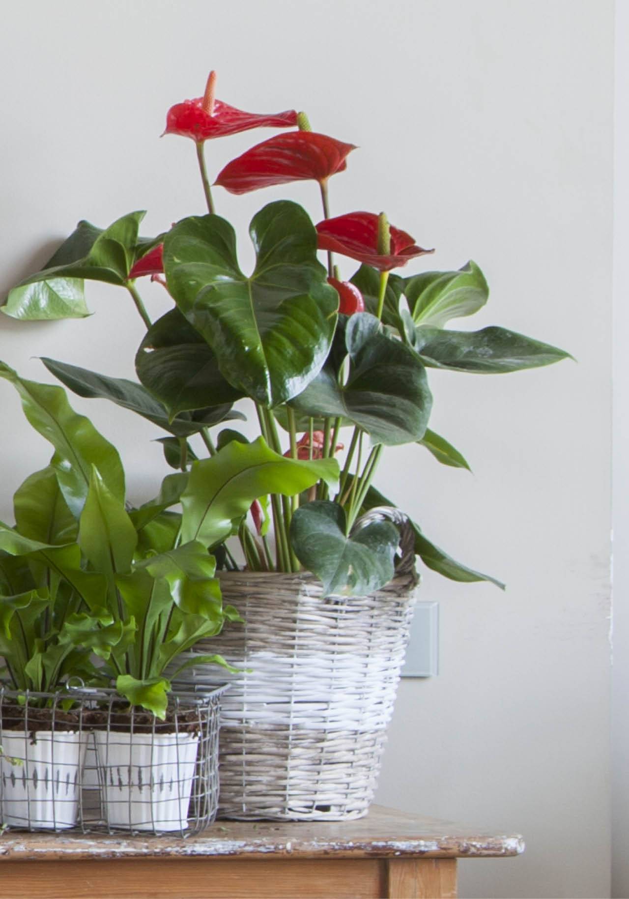 plantas de interior con flor resistentes anturio rojo