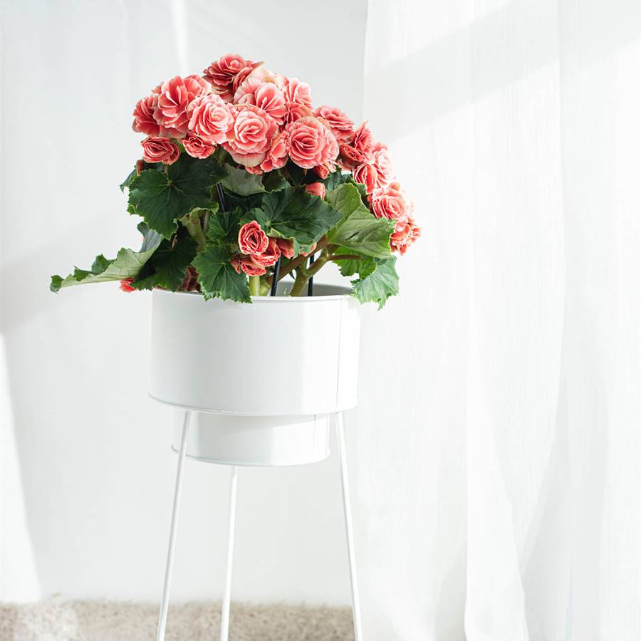 Plantas de interior con flor resistentes para llenar tu casa de color