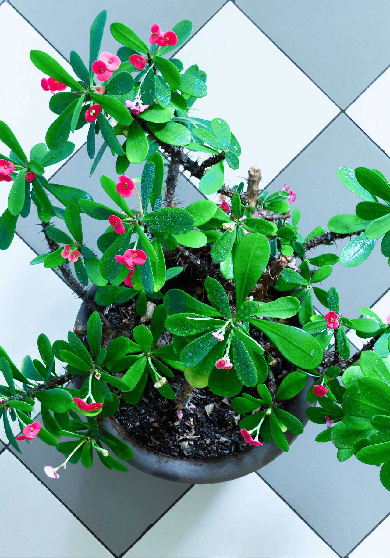 plantas de interior con flor resistentes saintpaulia espina de cristo