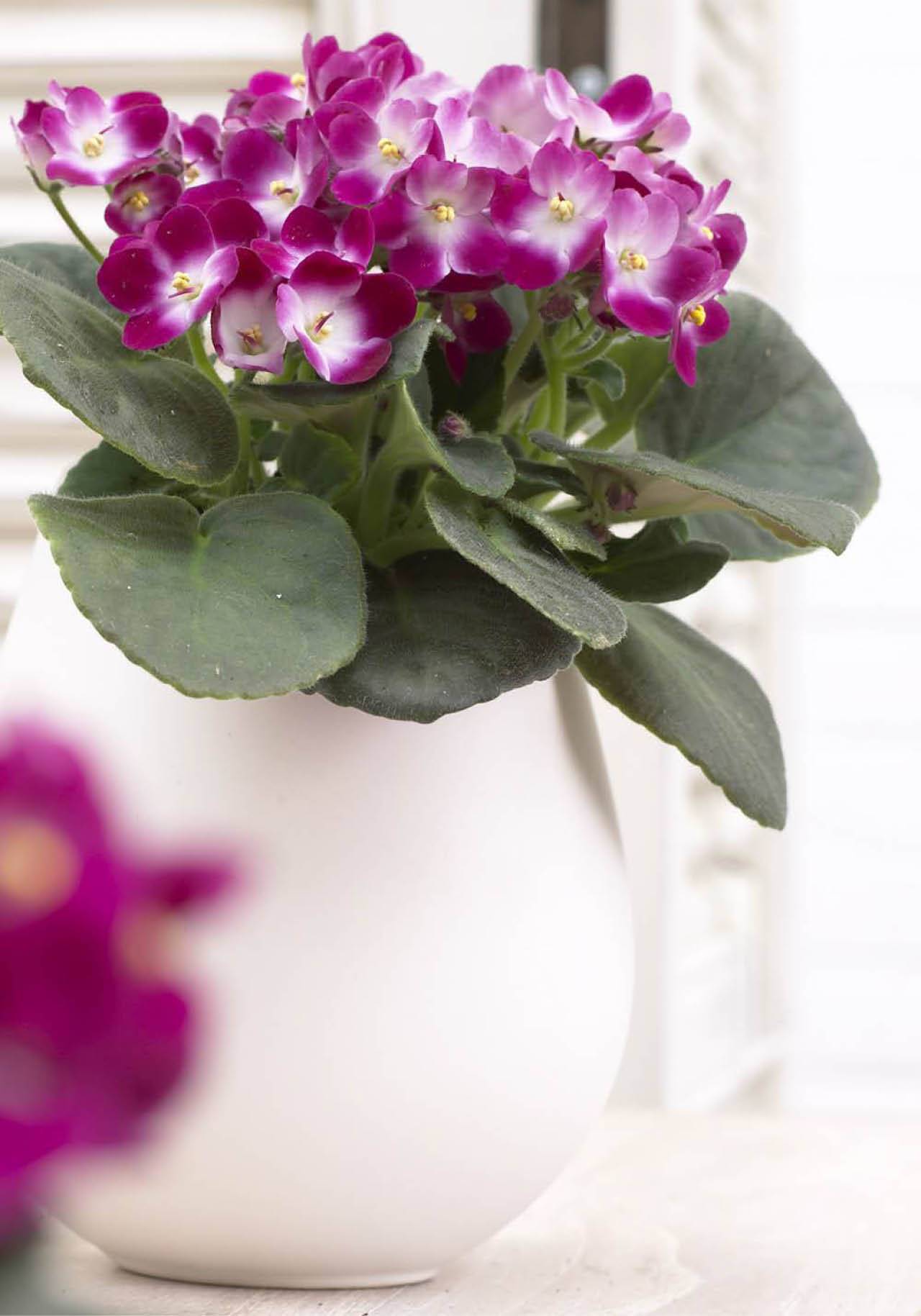 plantas de interior con flor resistentes violeta africana