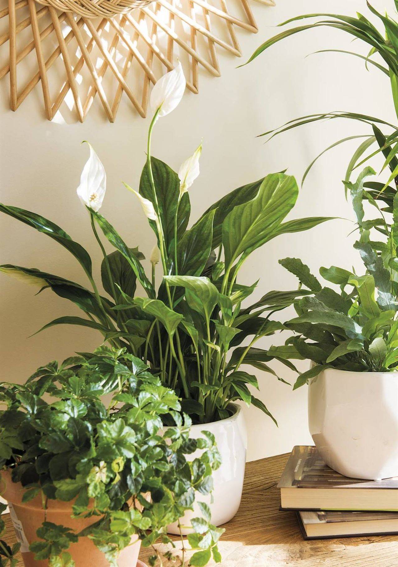 plantas de interior con flor Spatifilium Amazon, 19,50€