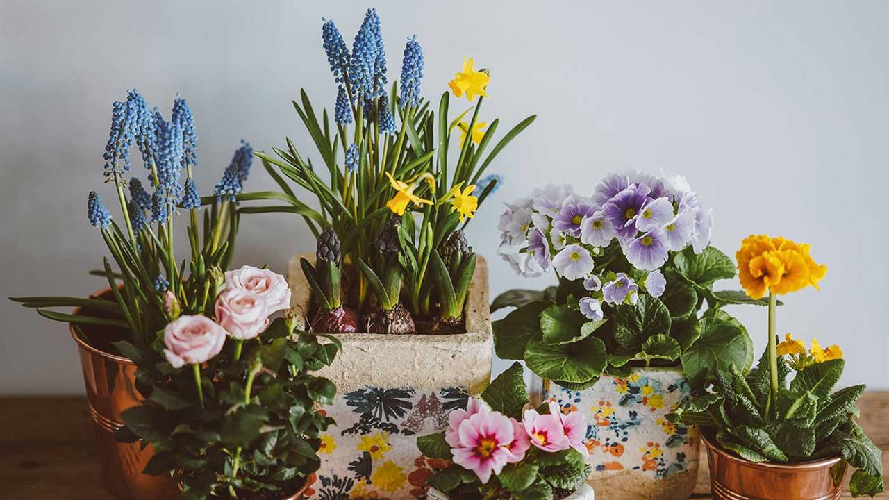 Plantas de interior con flor muy fáciles de cuidar que alegrarán tu casa