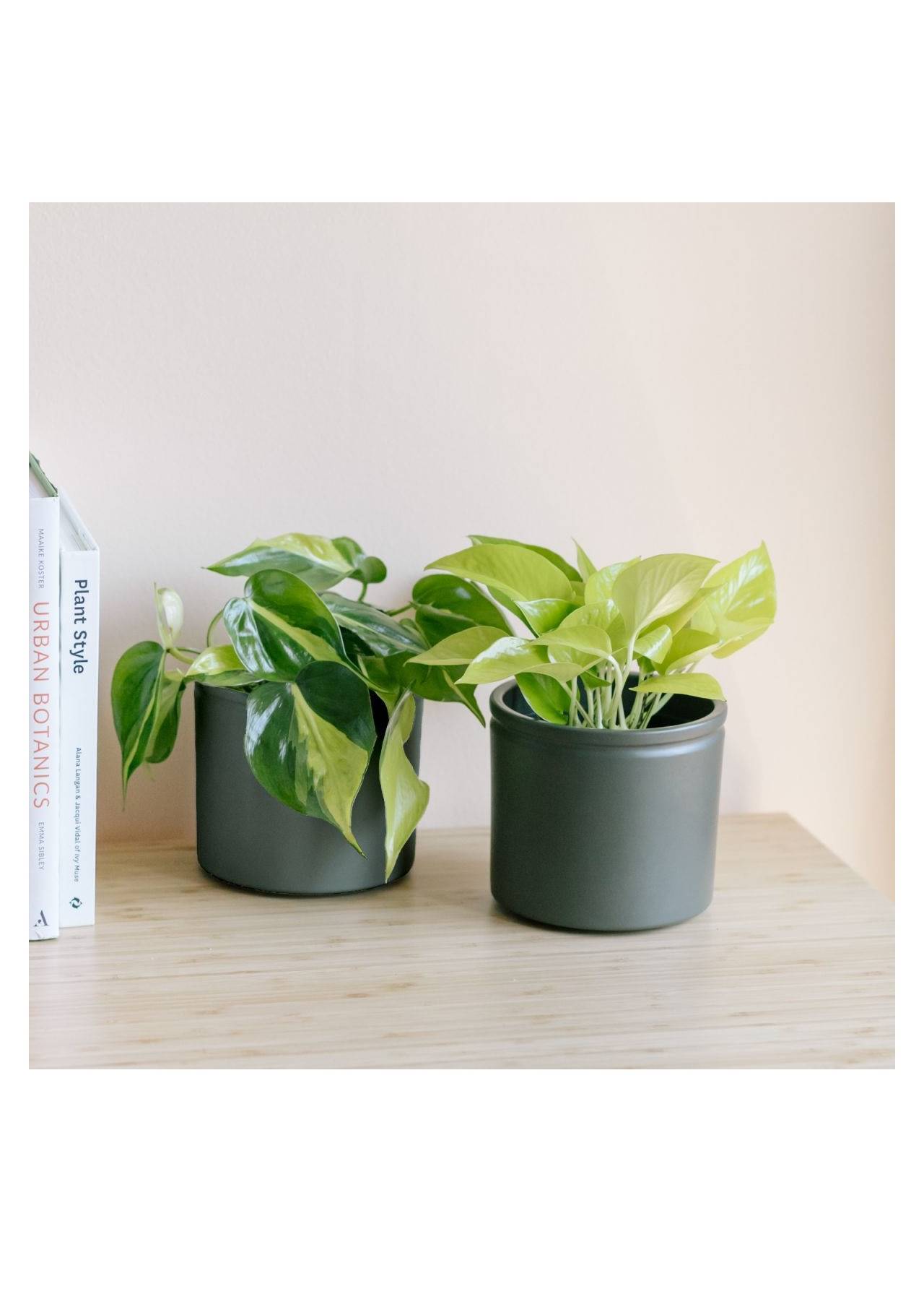 plantas colgantes de interior photos y hilodendron Colvin, 25,00€