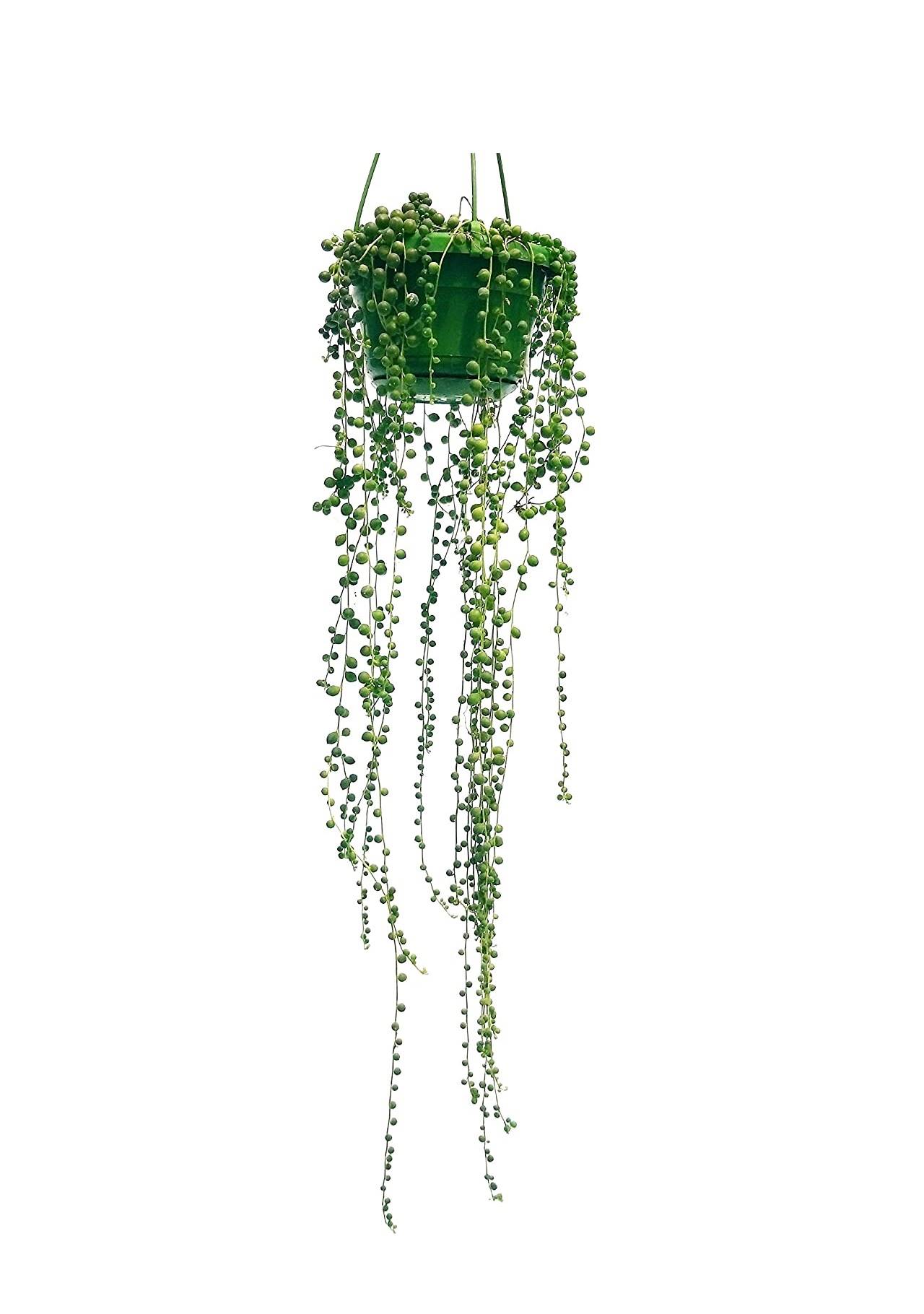 plantas colgantes de interior planta del rosario Amazon, 19,90€
