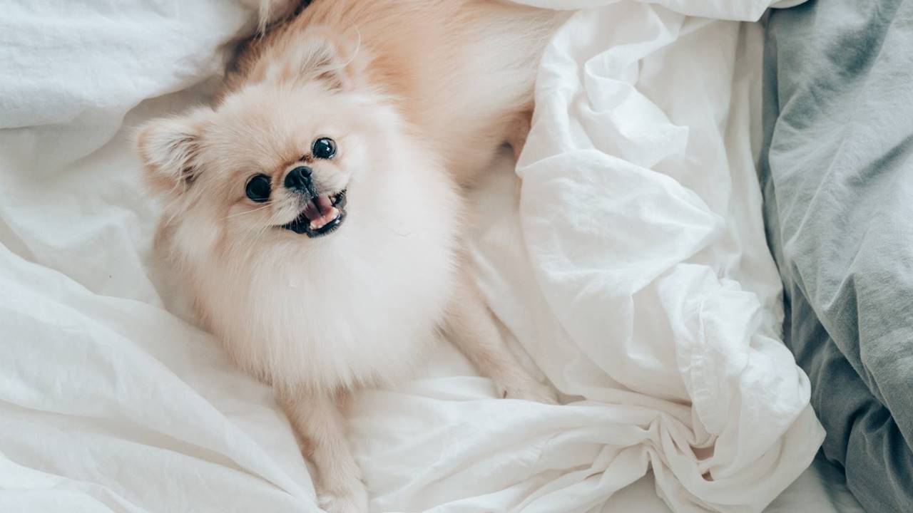 10 camas para perros (de todos los tamaños) que quedarán genial en tu casa