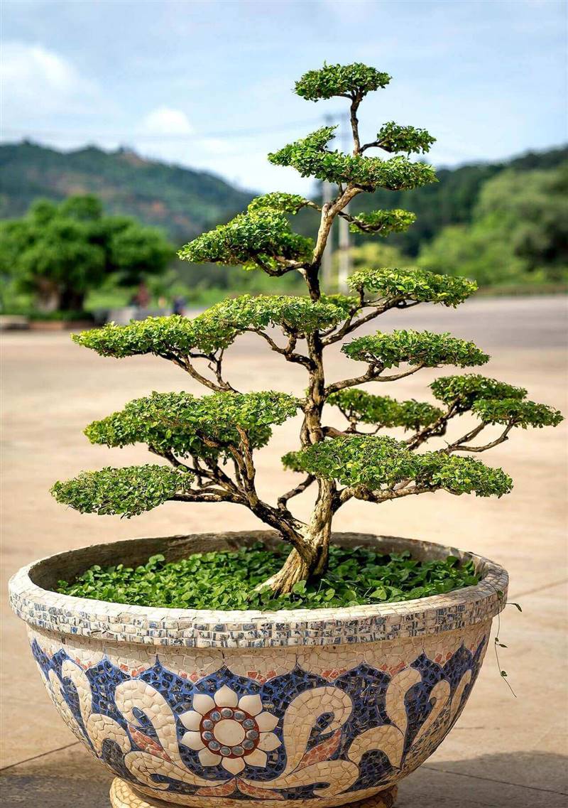 Cuidar un bonsái aire y luz