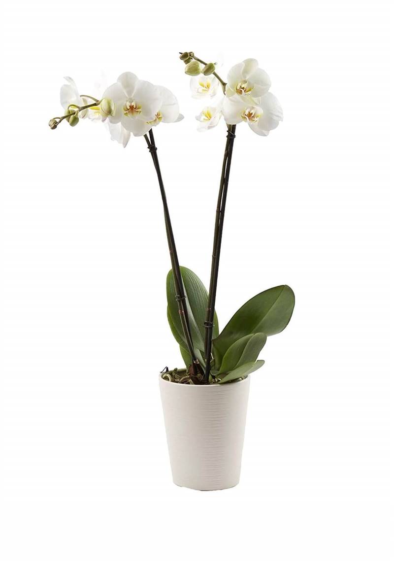 Orquídea blanca natural