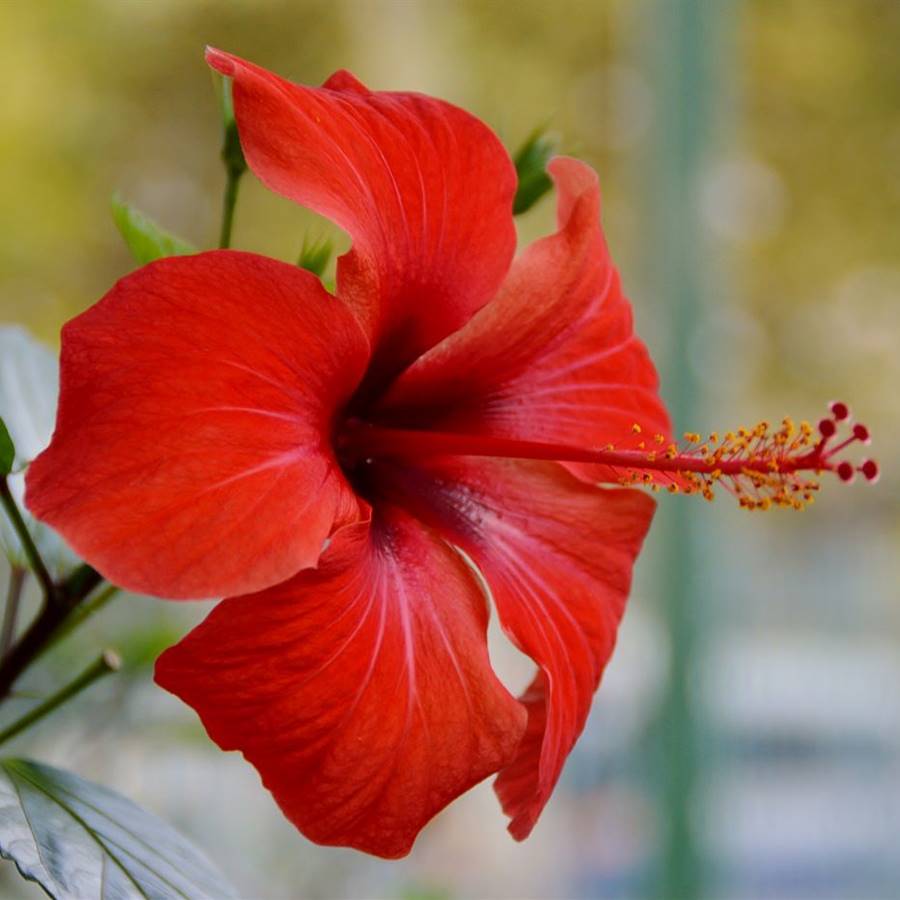 Hibiscus: cuidados básicos para cultivarlo en casa