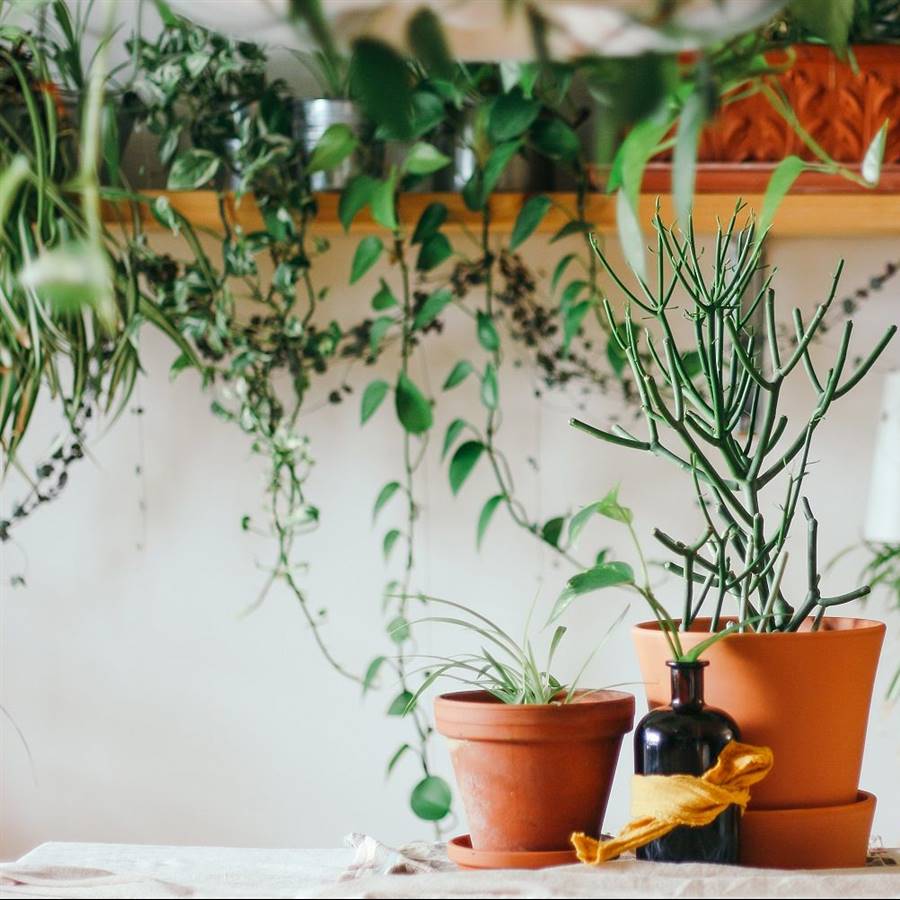 12 maceteros de interior para lucir tus plantas con mucho estilo