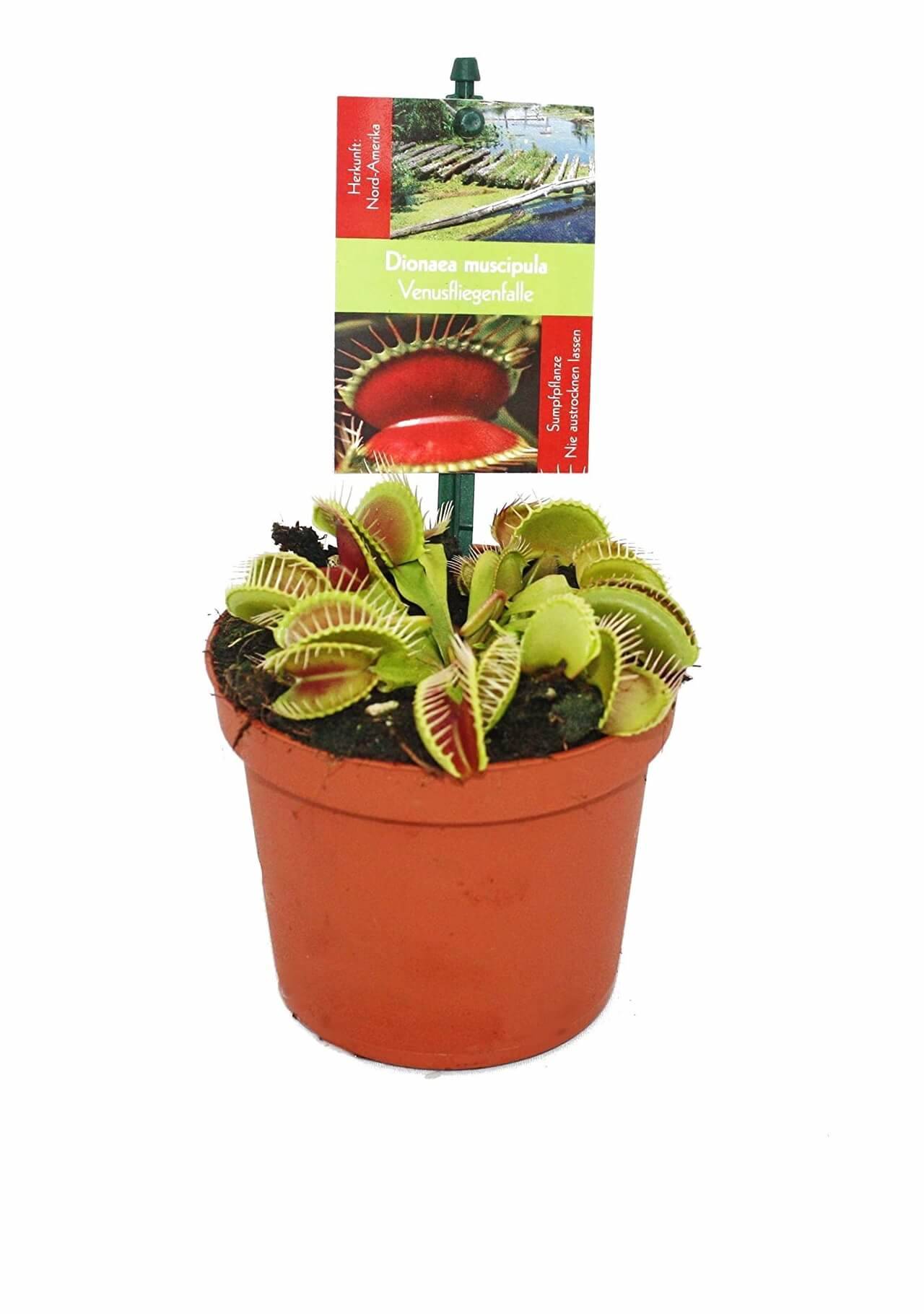 Plantas carnívoras Dionaea muscipula Amazon, 5,99€