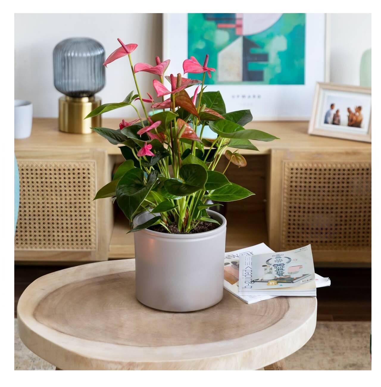plantas de interior con flor anthurium Colvin, 35€