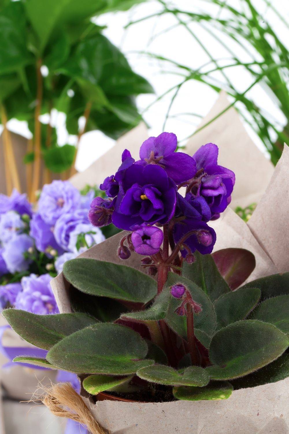 Plantas de interior bonitas violeta africana