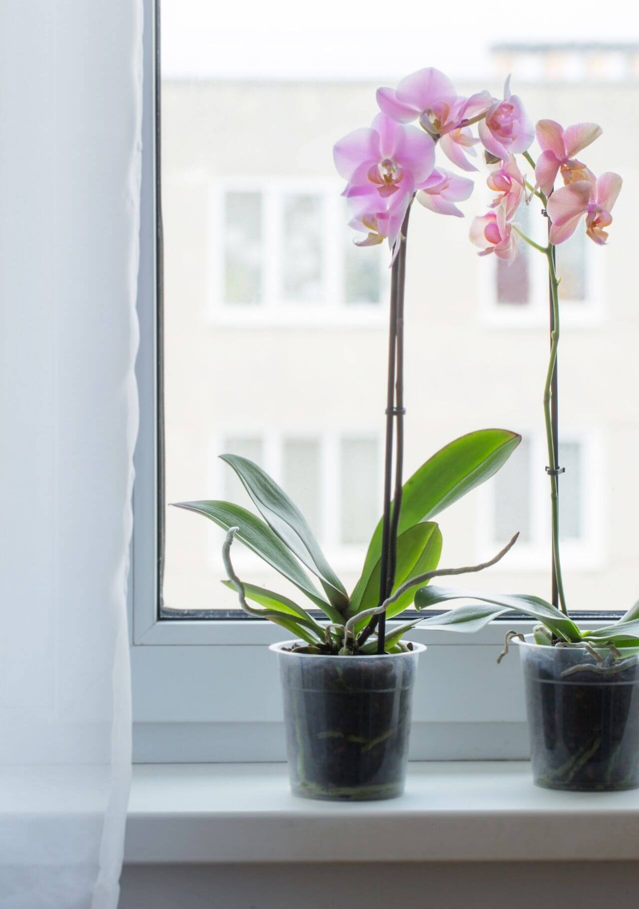 Plantas que dan suerte orquídea