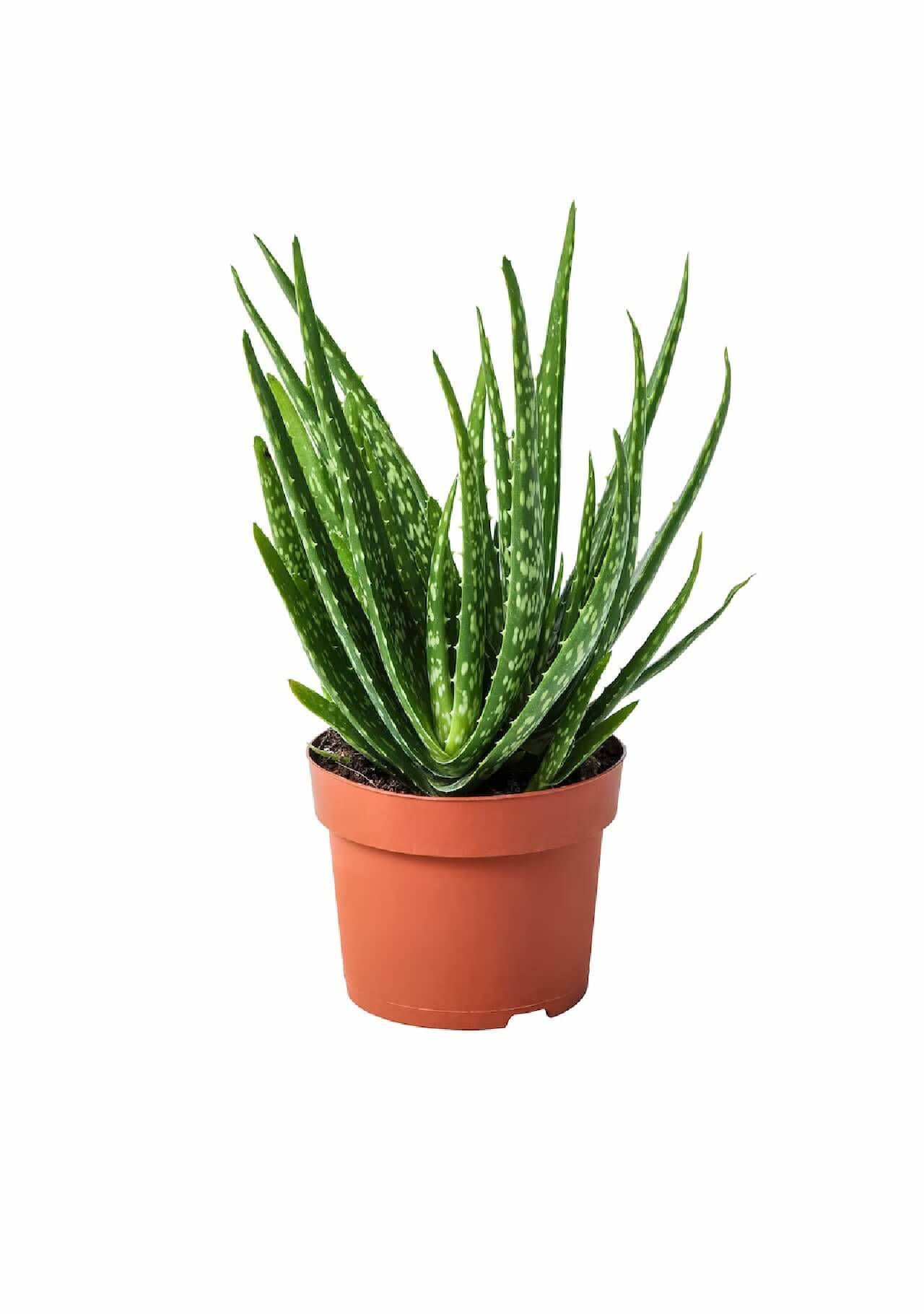 Plantas de Ikea Aloe vera