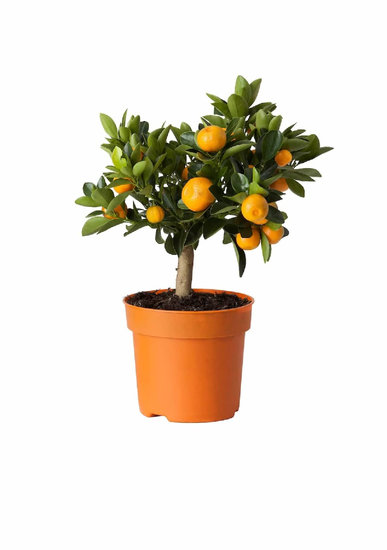 Plantas de Ikea Citrus calamondin