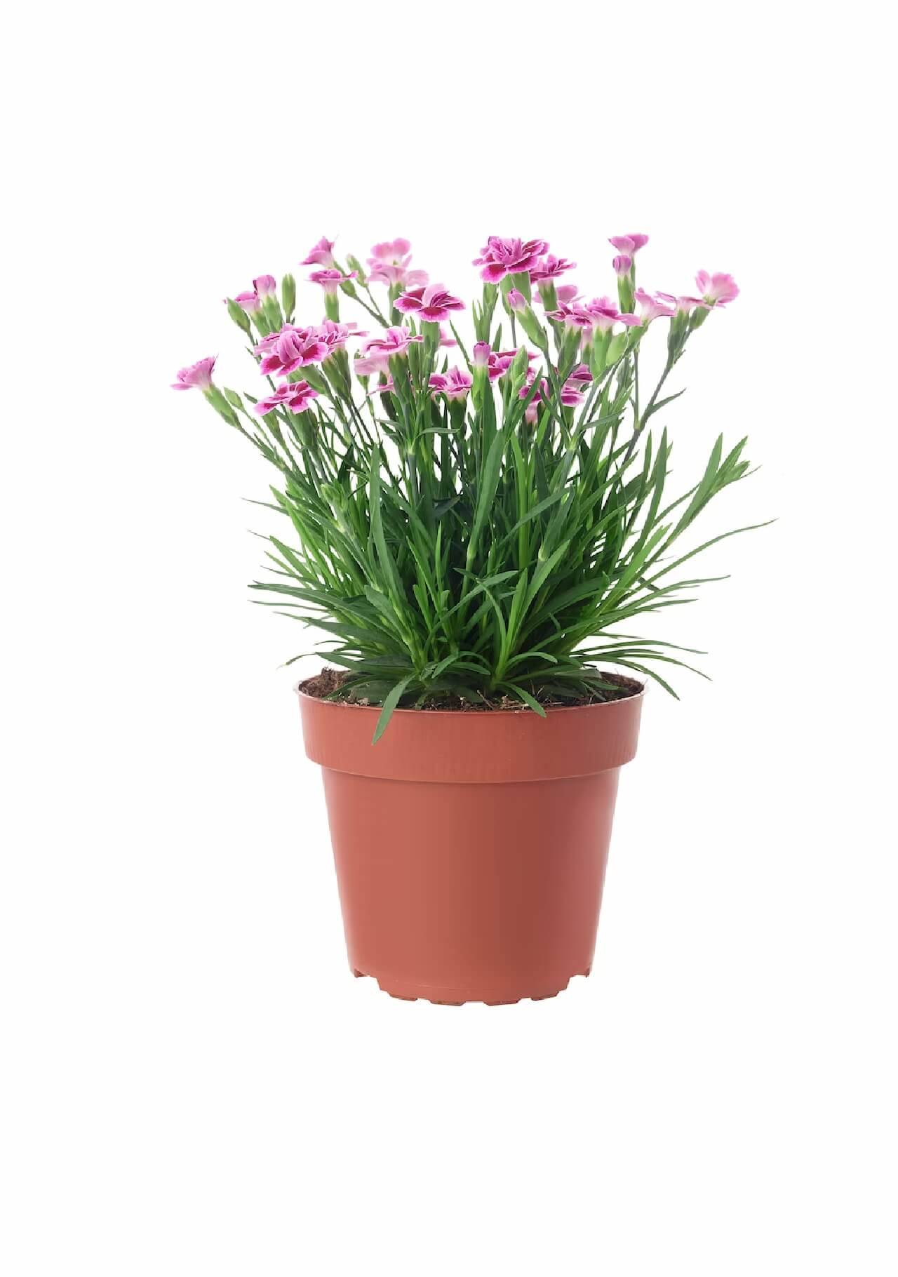 Plantas de Ikea Dianthus