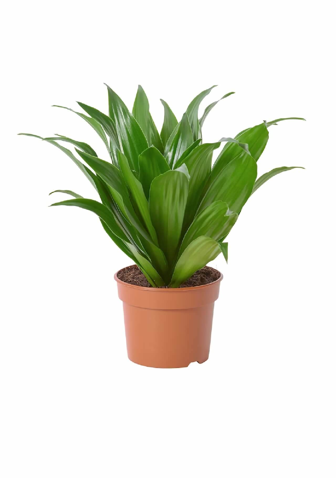 Plantas de Ikea dracaena fragans