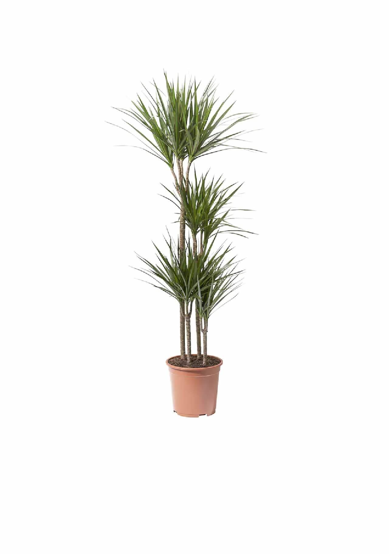 Plantas de Ikea dracaena marginata
