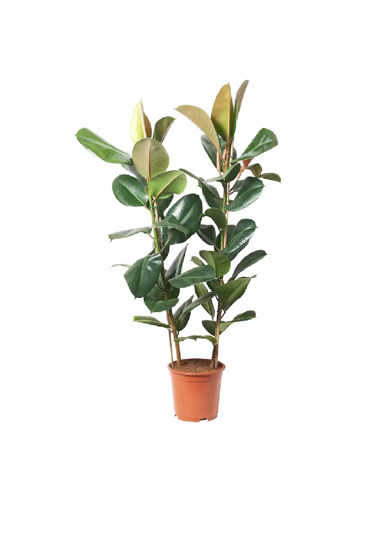 Plantas de Ikea ficus elastica robusta