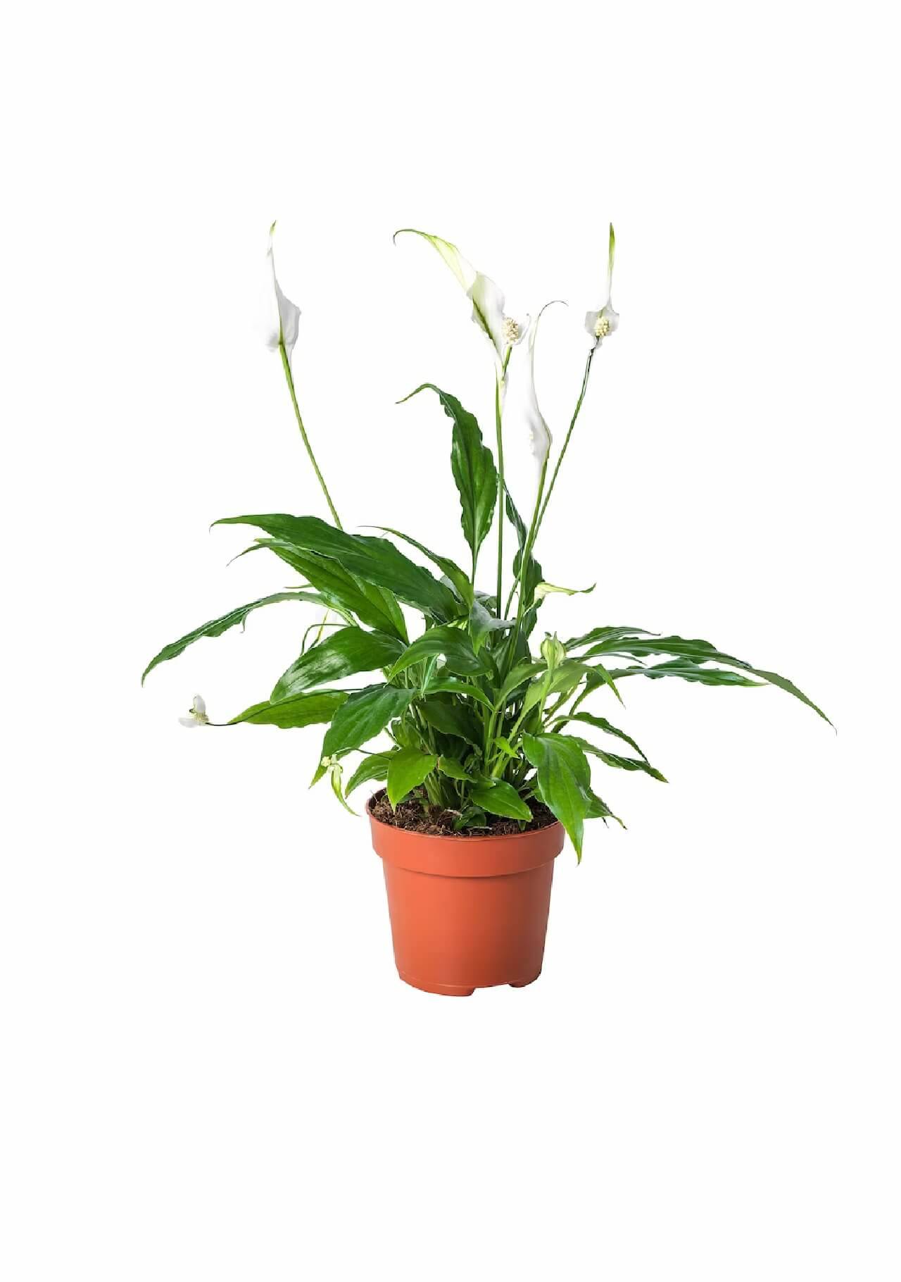 Plantas de Ikea Spathiphyllum