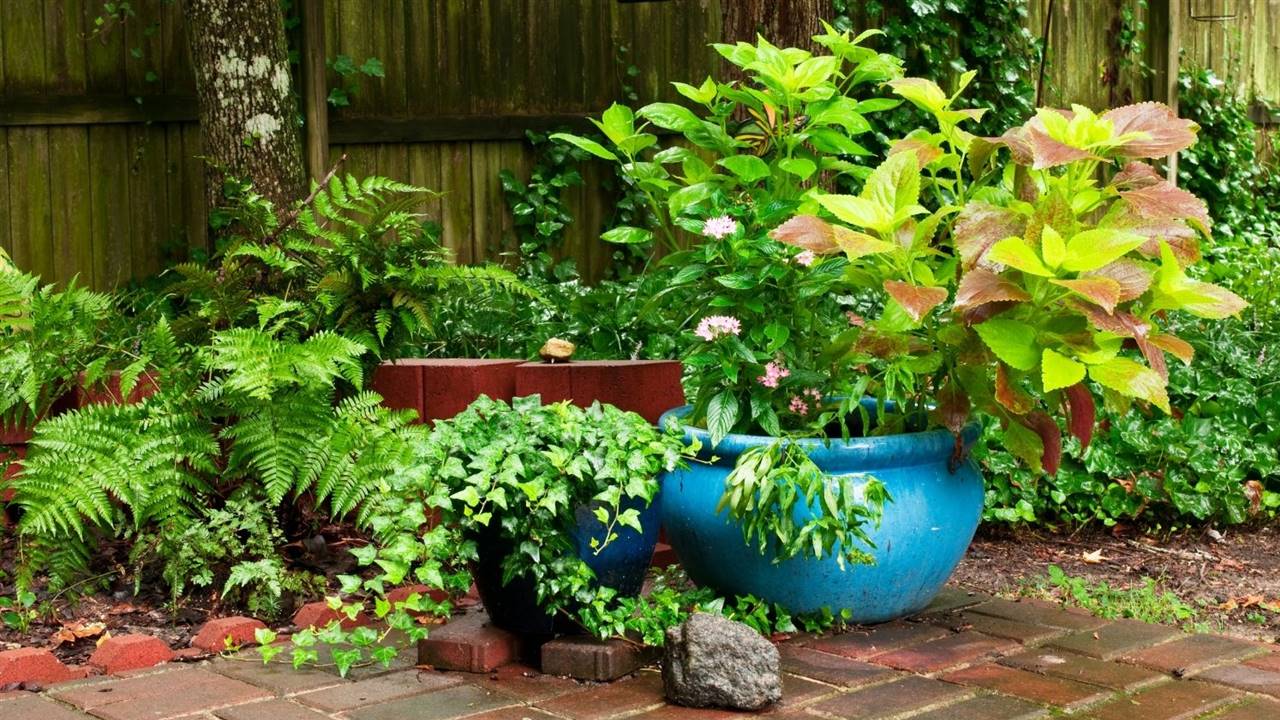 25 plantas de exterior ideales para tu patio o jardín