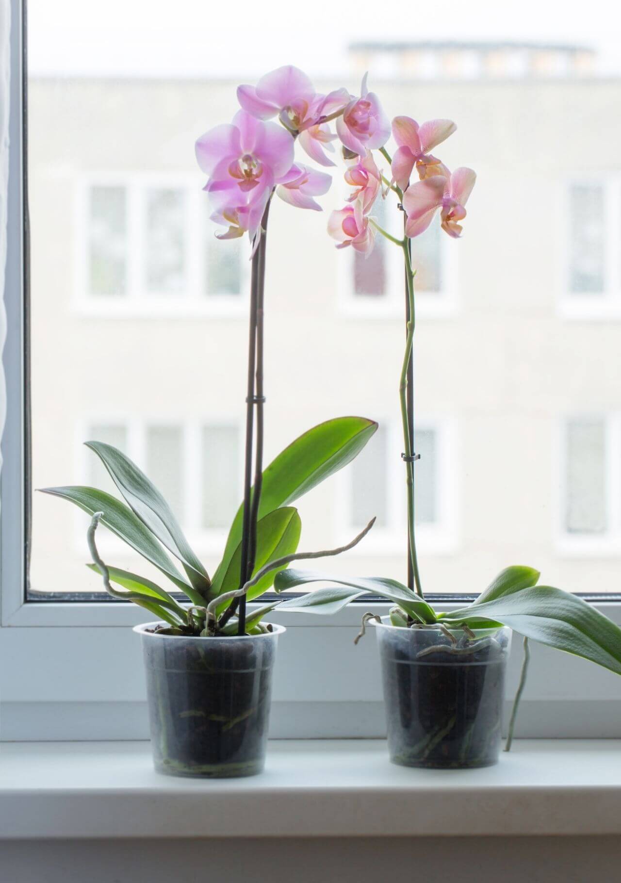plantas de interior nombre orquideas