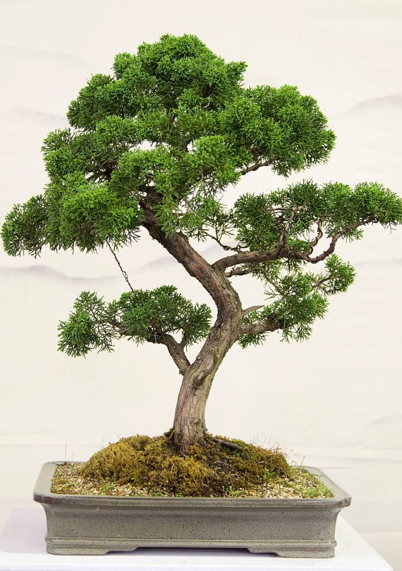 plantas interior nombres bonsai