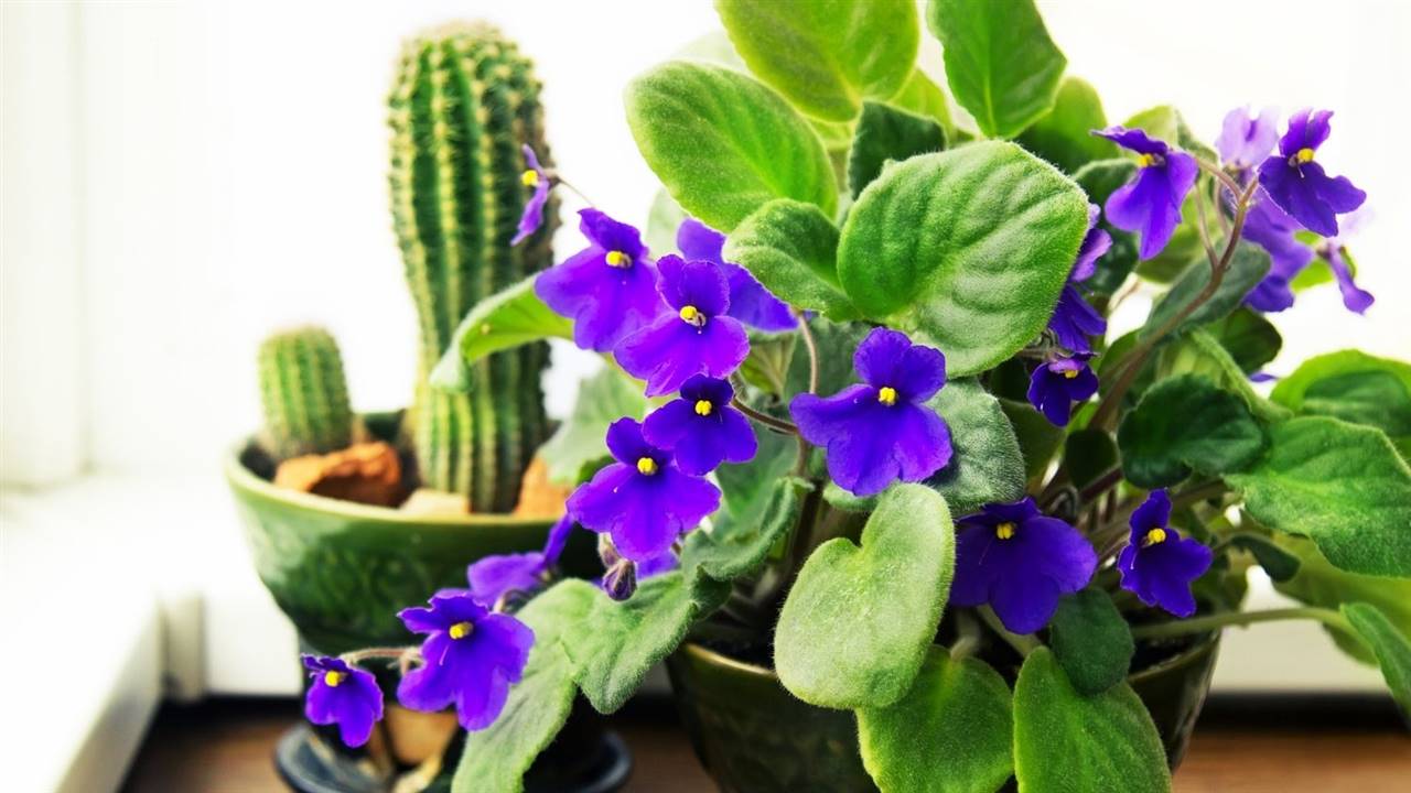 plantas de interior nombres violeta africana