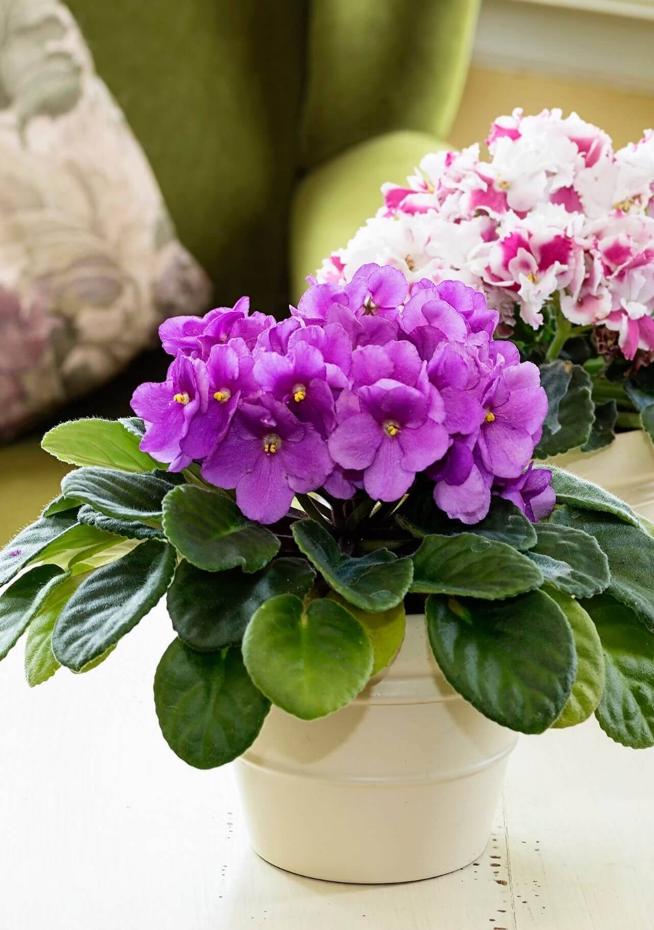 plantas interior nombres violeta africana
