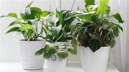 plantas interior resistentes