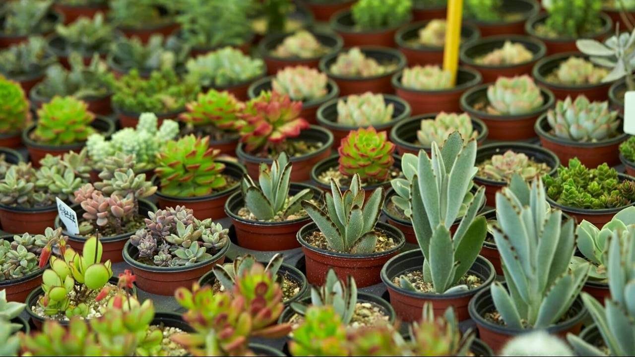 Plantas suculentas: guía de cuidados básicos para tenerlas en casa