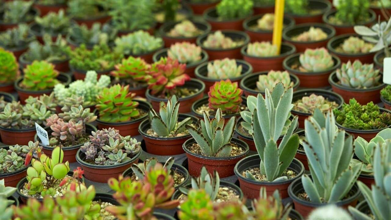 Plantas suculentas: Guía de básicos para tenerlas en casa