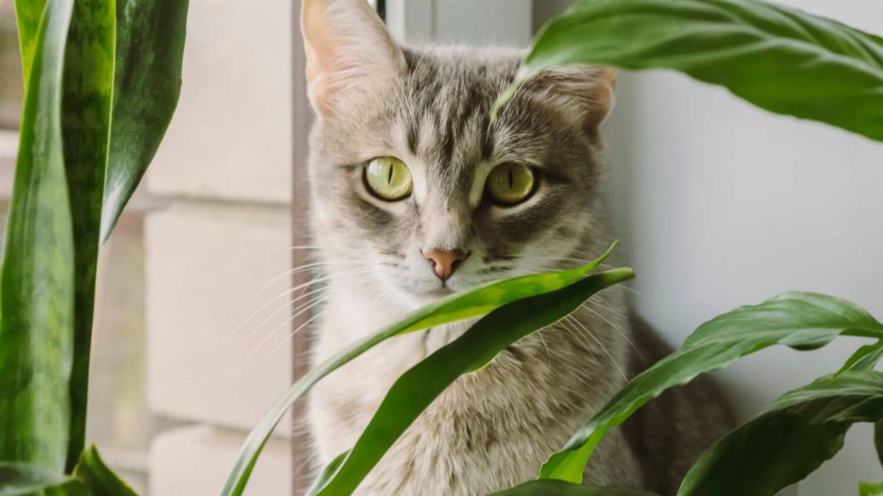 25 plantas muy comunes son tóxicas para gatos
