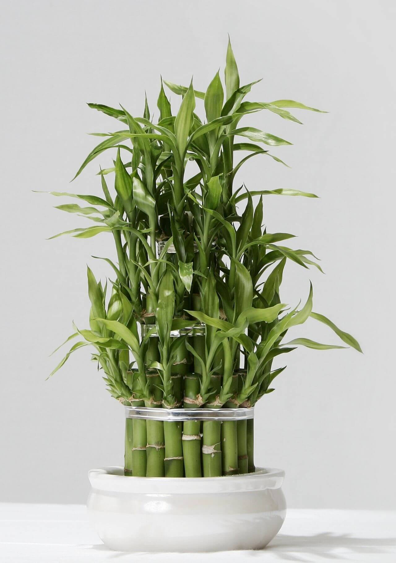 plantas que no necesitan agua bambu de la suerte