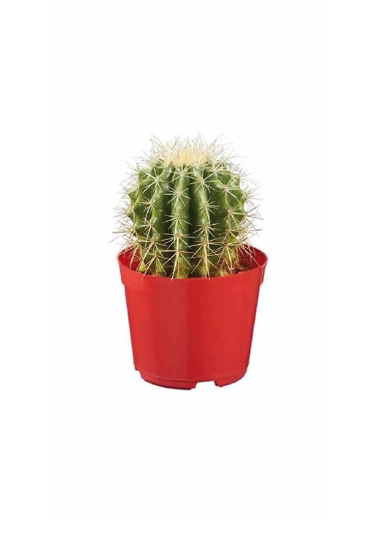 plantas lidl esta semana cactus