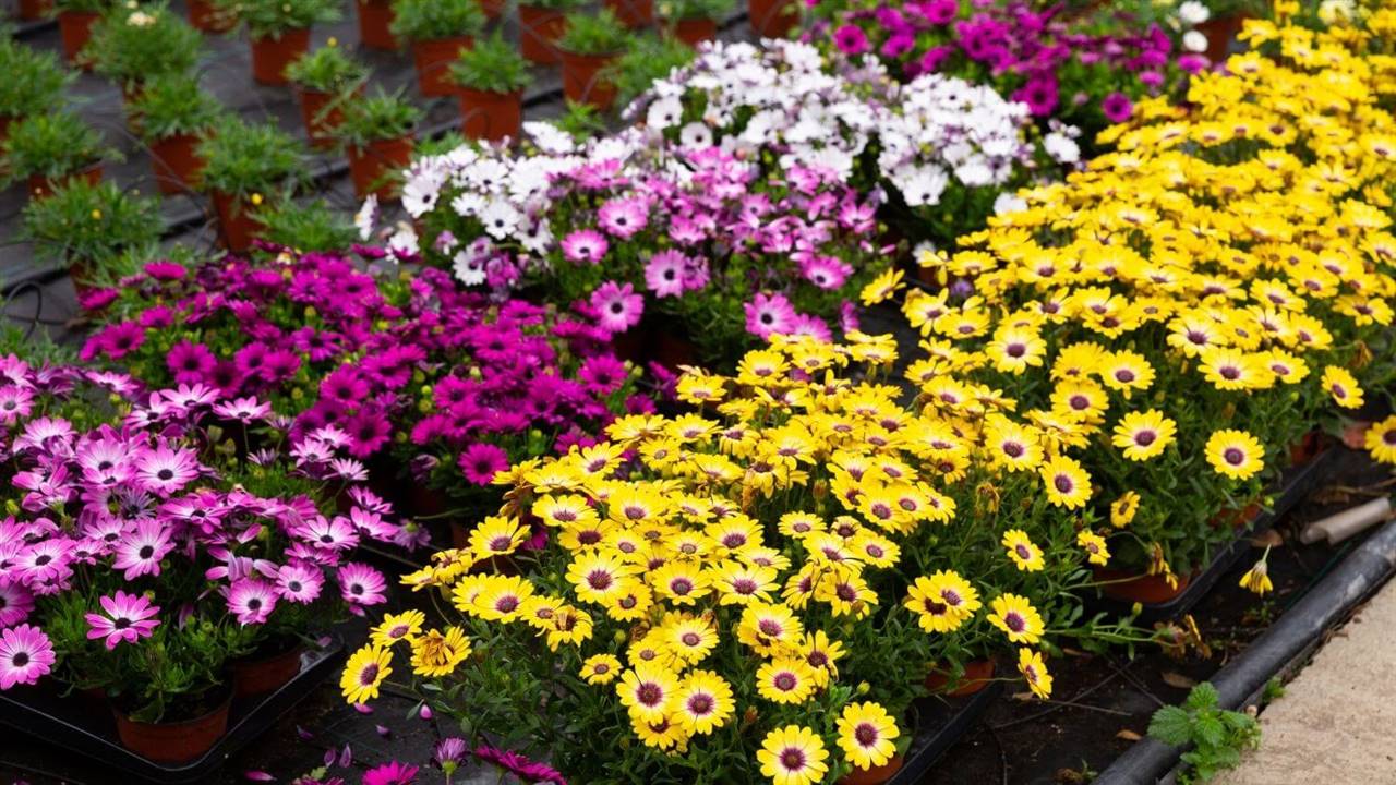 15 plantas de exterior con flor todo el año (fáciles de cuidar)