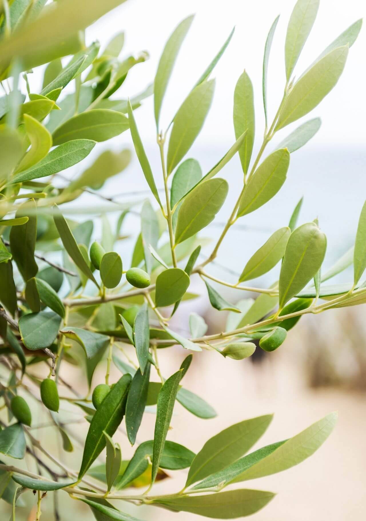 plantas que soportan mucho sol olivo