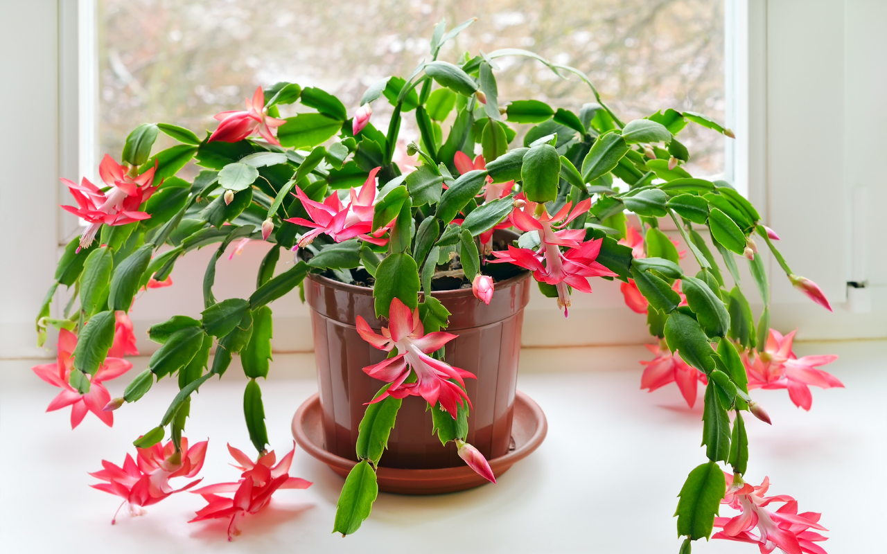 15 plantas suculentas con flor (bonitas y muy resistentes)