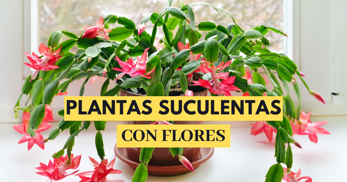 15 plantas suculentas con flor (bonitas y muy resistentes)