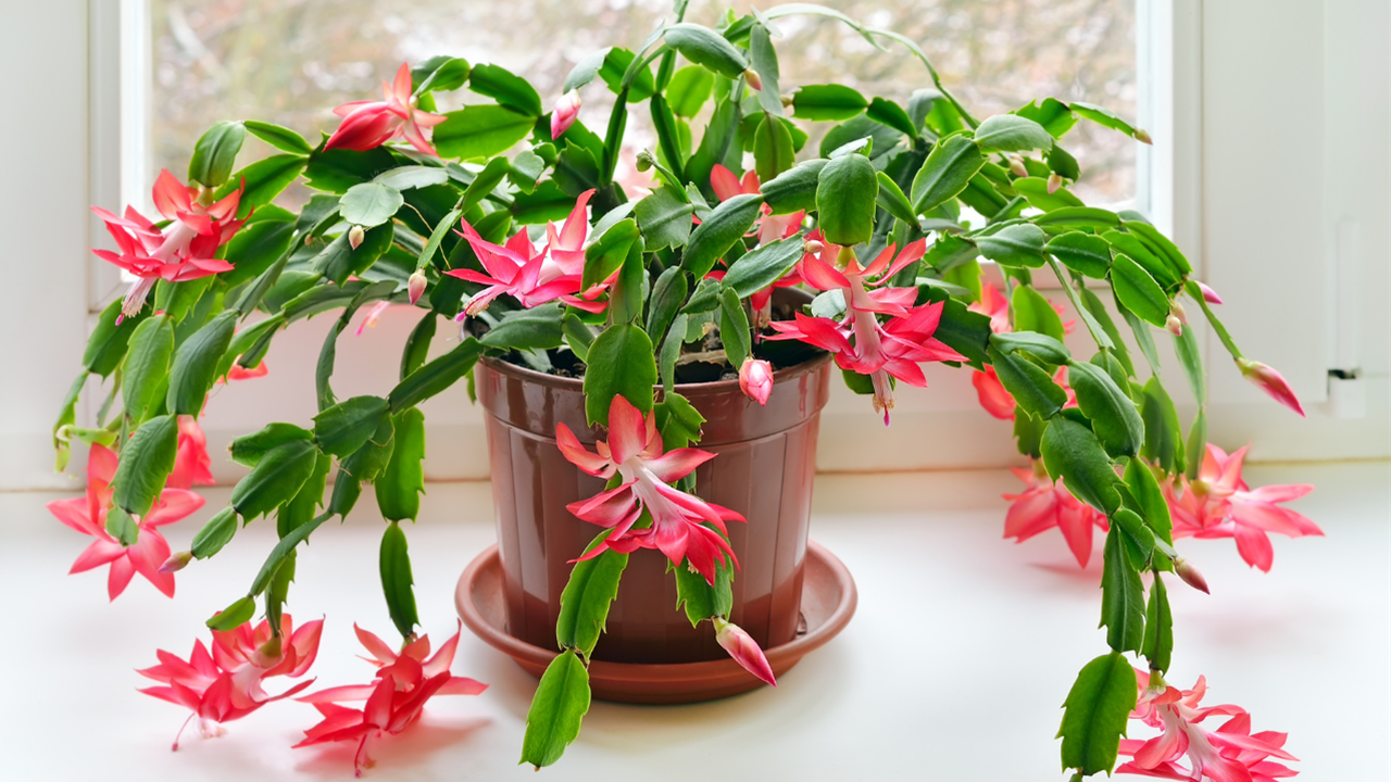 15 plantas suculentas con flor (bonitas y súper resistentes)