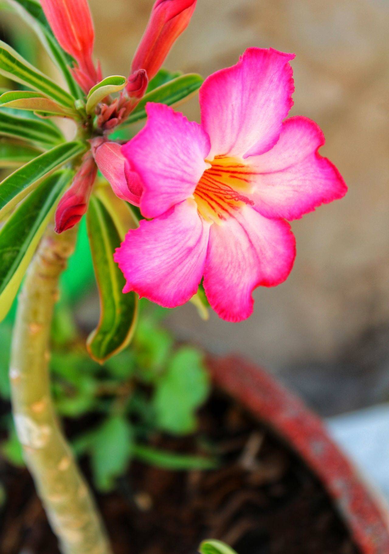 plantas suculentas con flor rosa del desierto