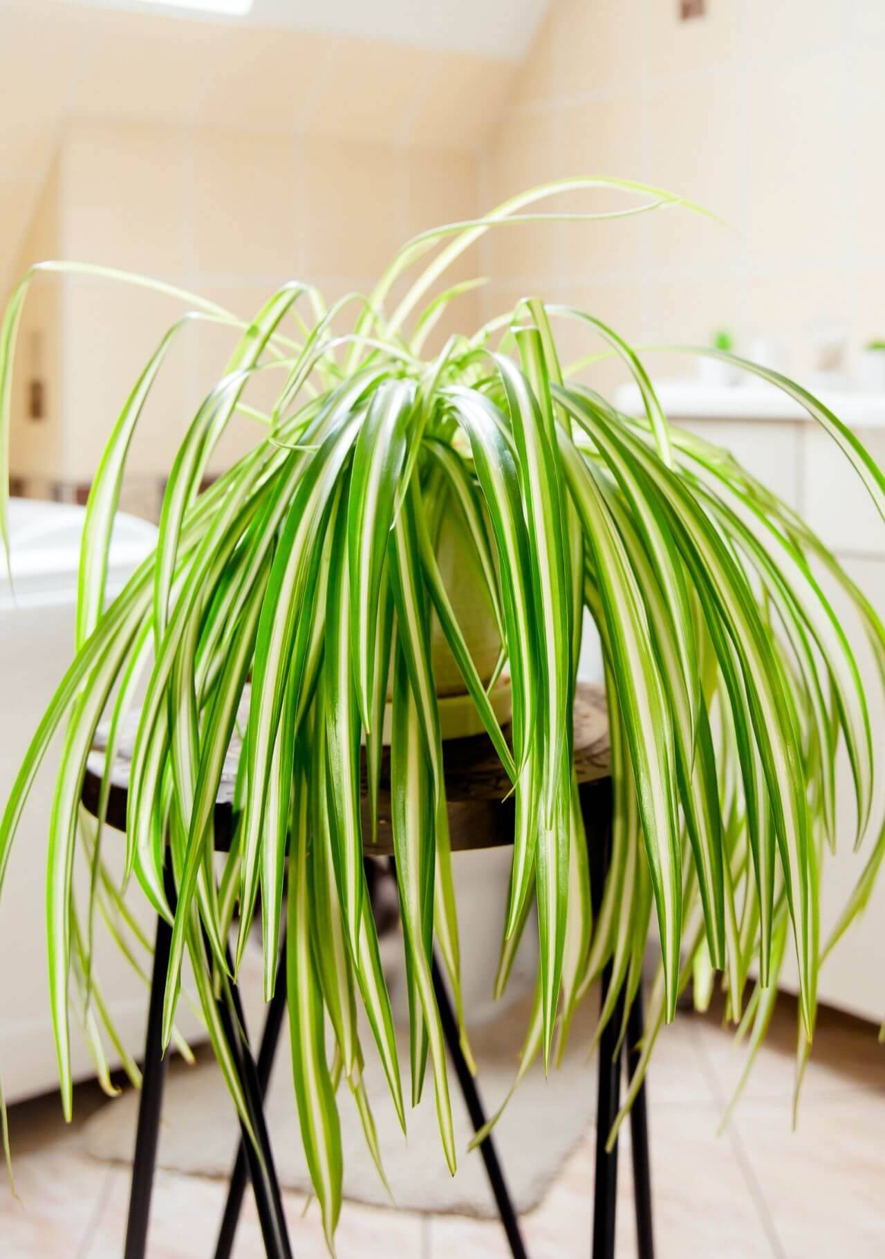 plantas para el baño cinta