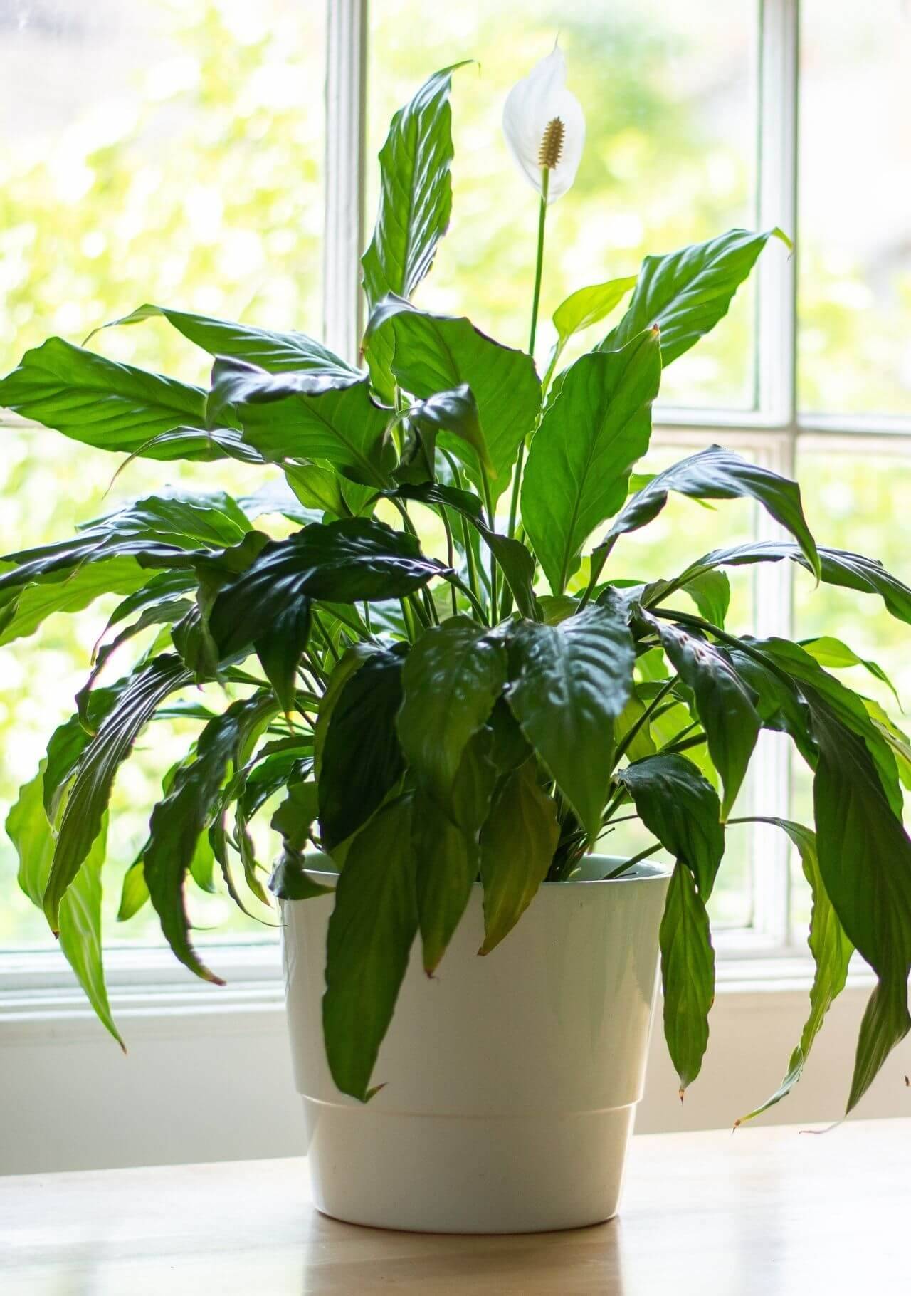 plantas que absorben el calor espatifilo