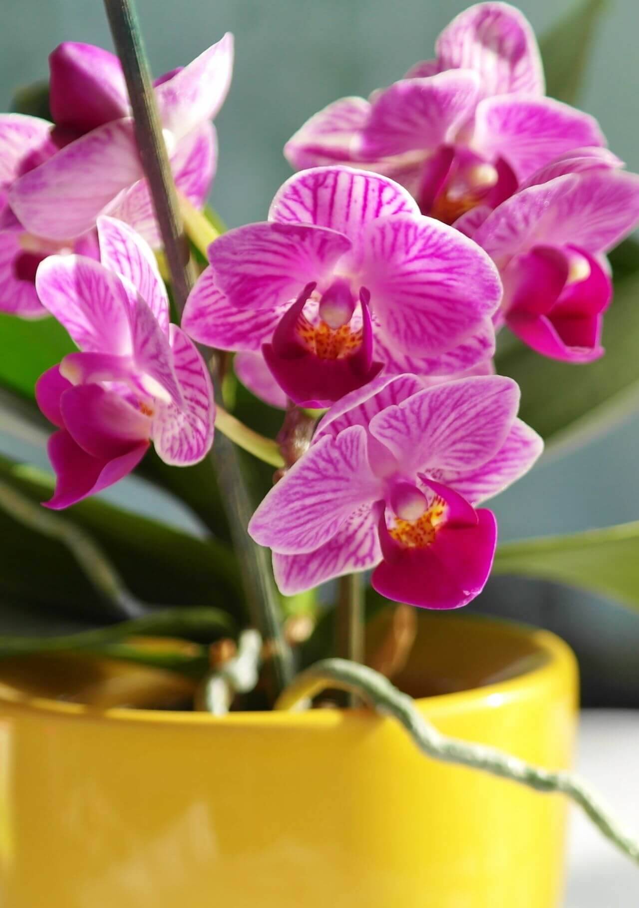 plantas para cada signo del zodiaco orquídea virgo