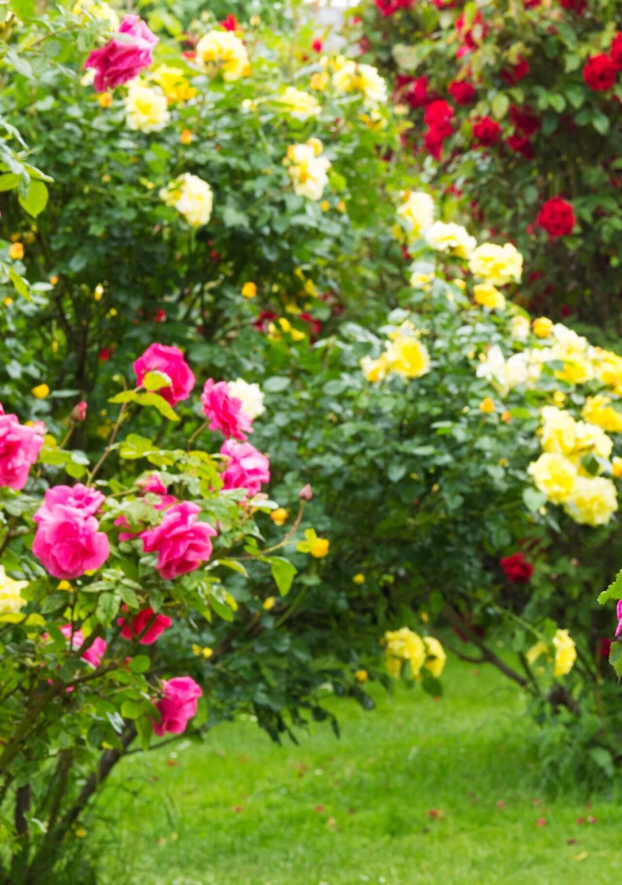 plantas exterior resistentes rosal