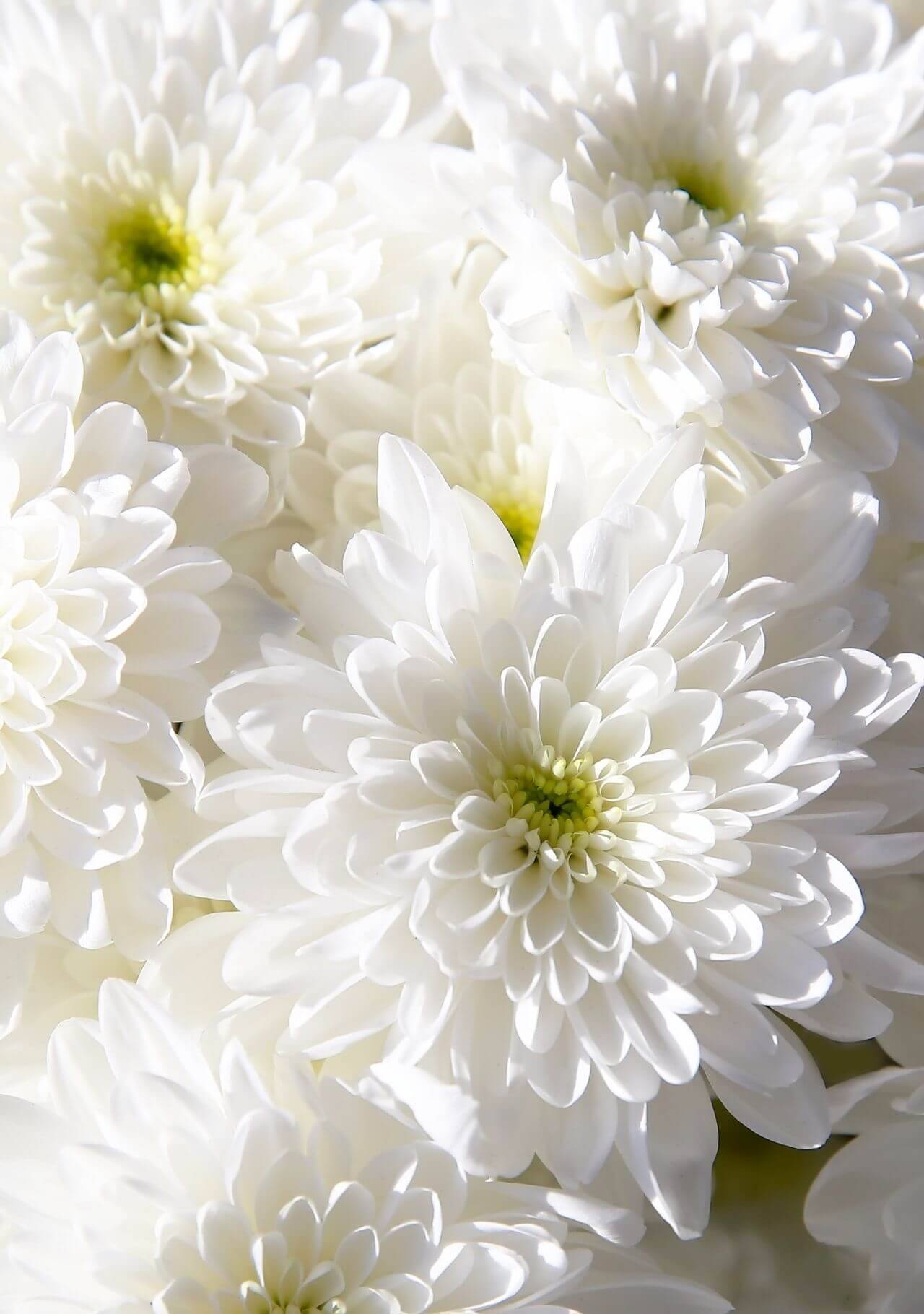 plantas con flores blancas crisantemo