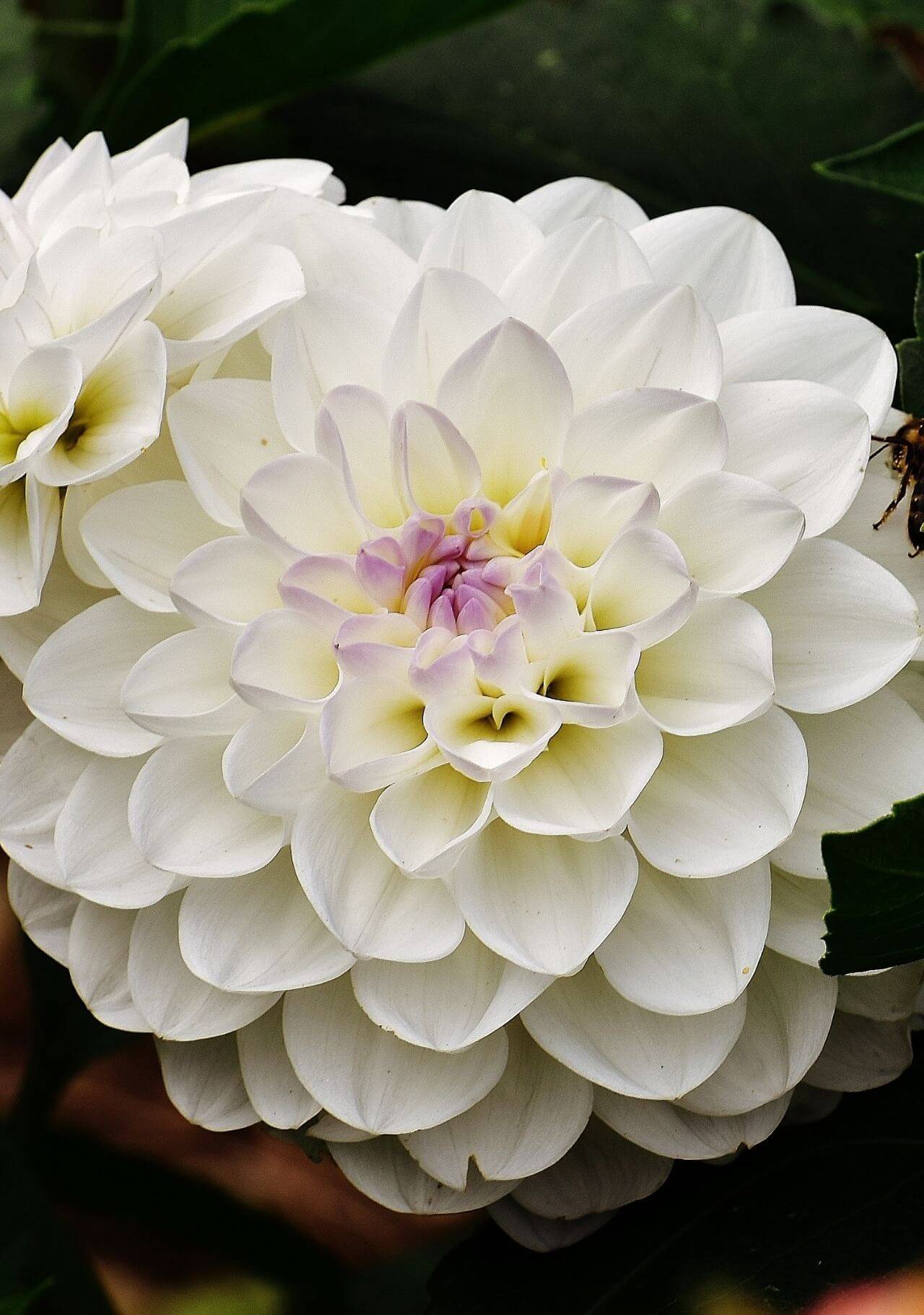 plantas con flores blancas dalia